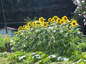 himawari3.jpg himawari3.jpg