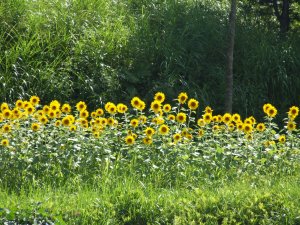 himawari5.jpg himawari5.jpg