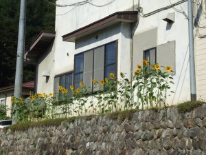 himawari6.jpg himawari6.jpg