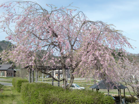 桜公園0509 枝垂れ桜 No.1 Wiki.jpg