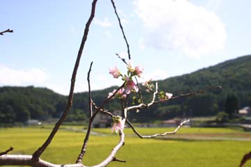 桜狂い_1_0.JPG
