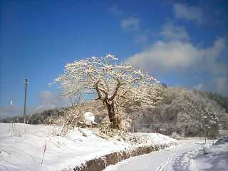 李の木.jpg 李の木.jpg